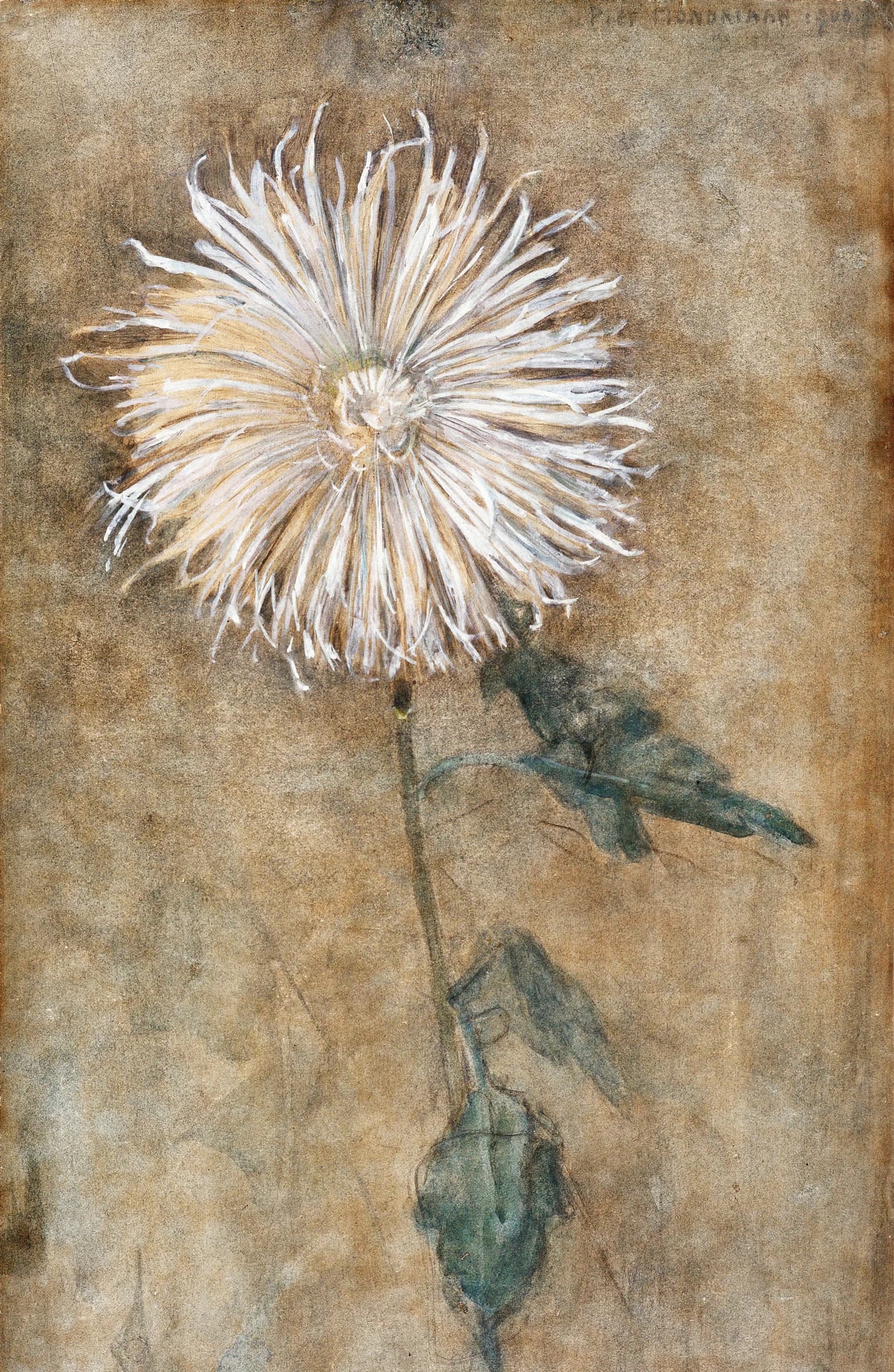 Chrysanthemum