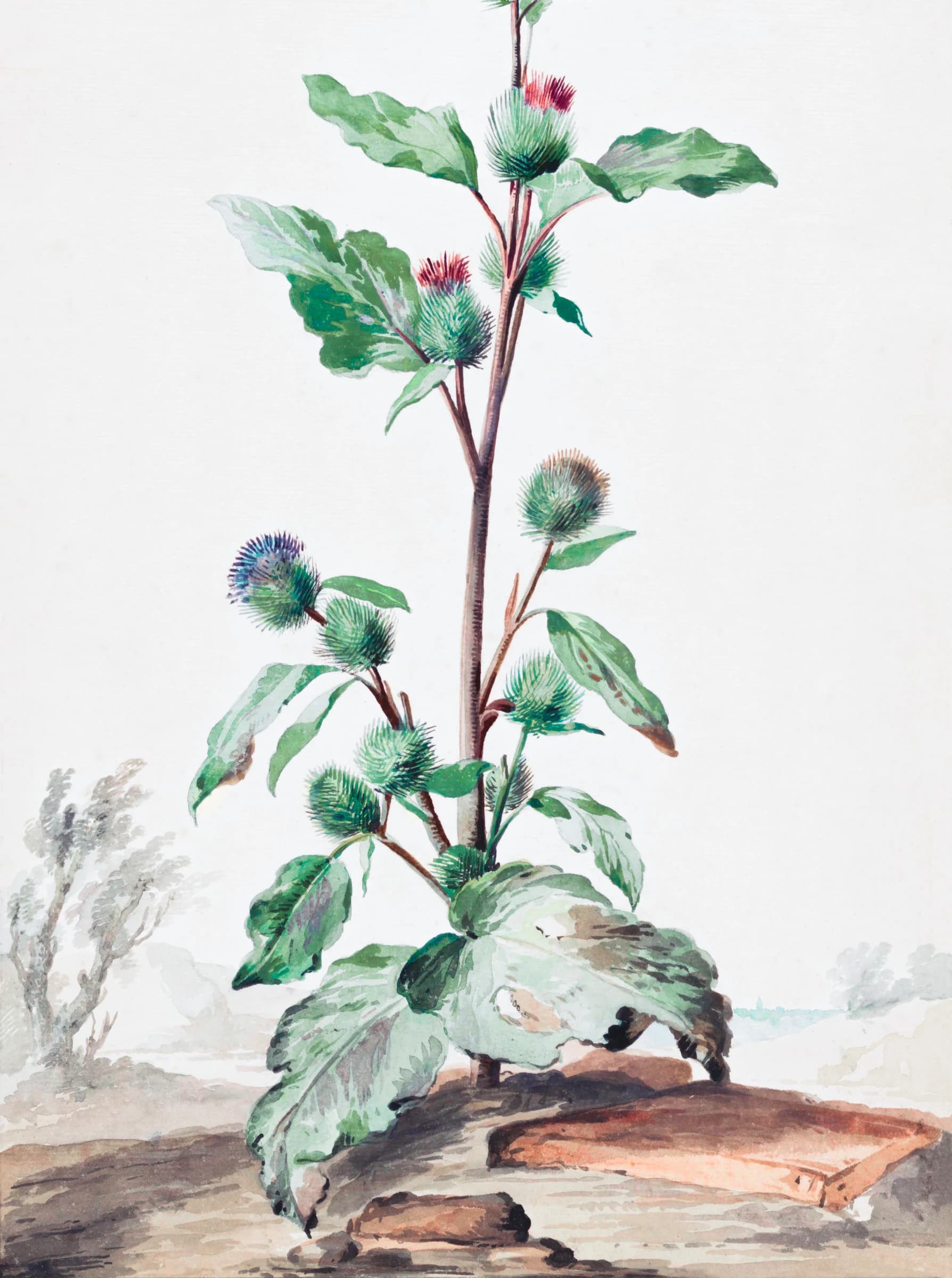 Distel – Aert Schouman