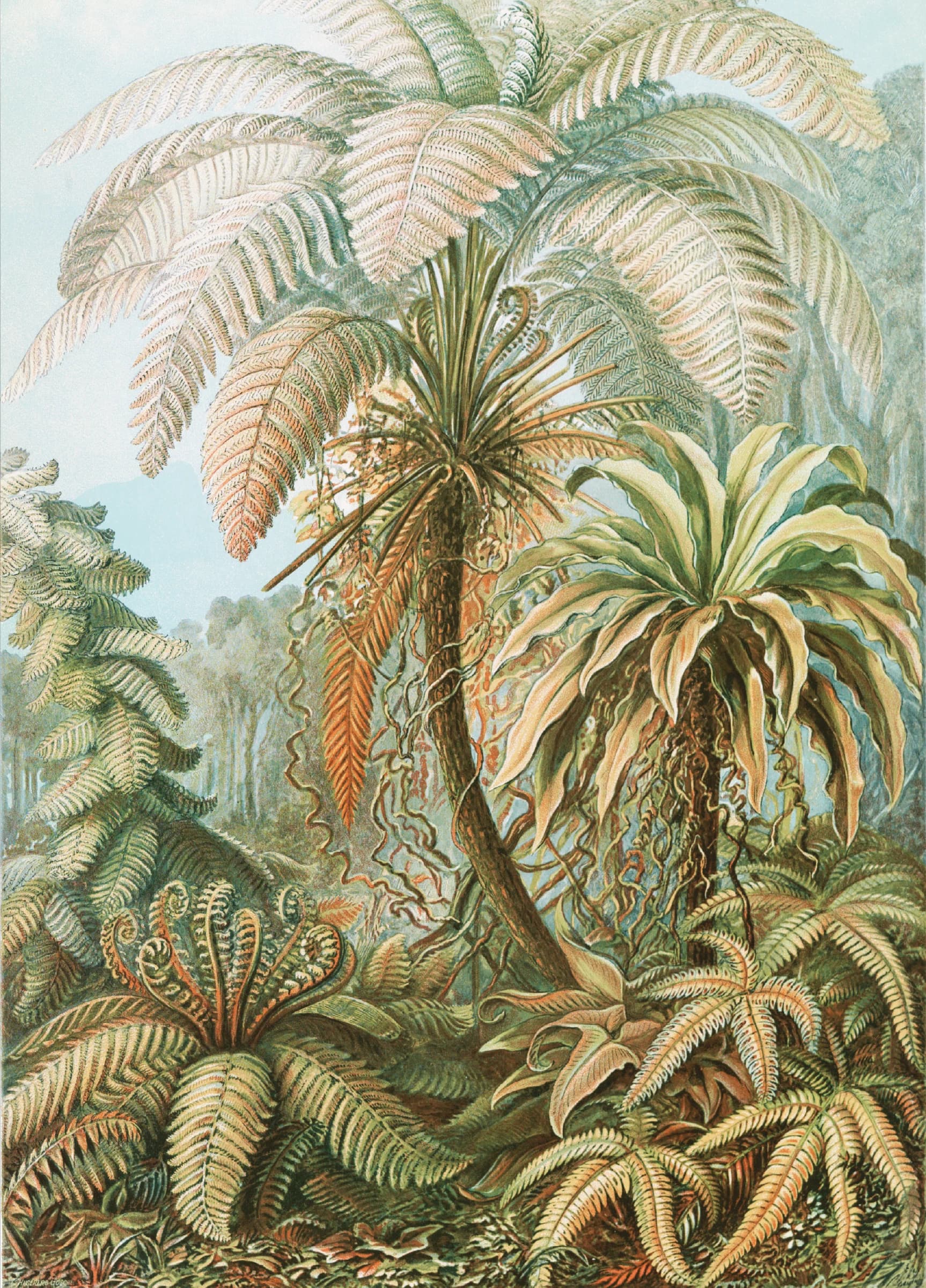 Filicinae–Varens – Ernst Haeckel