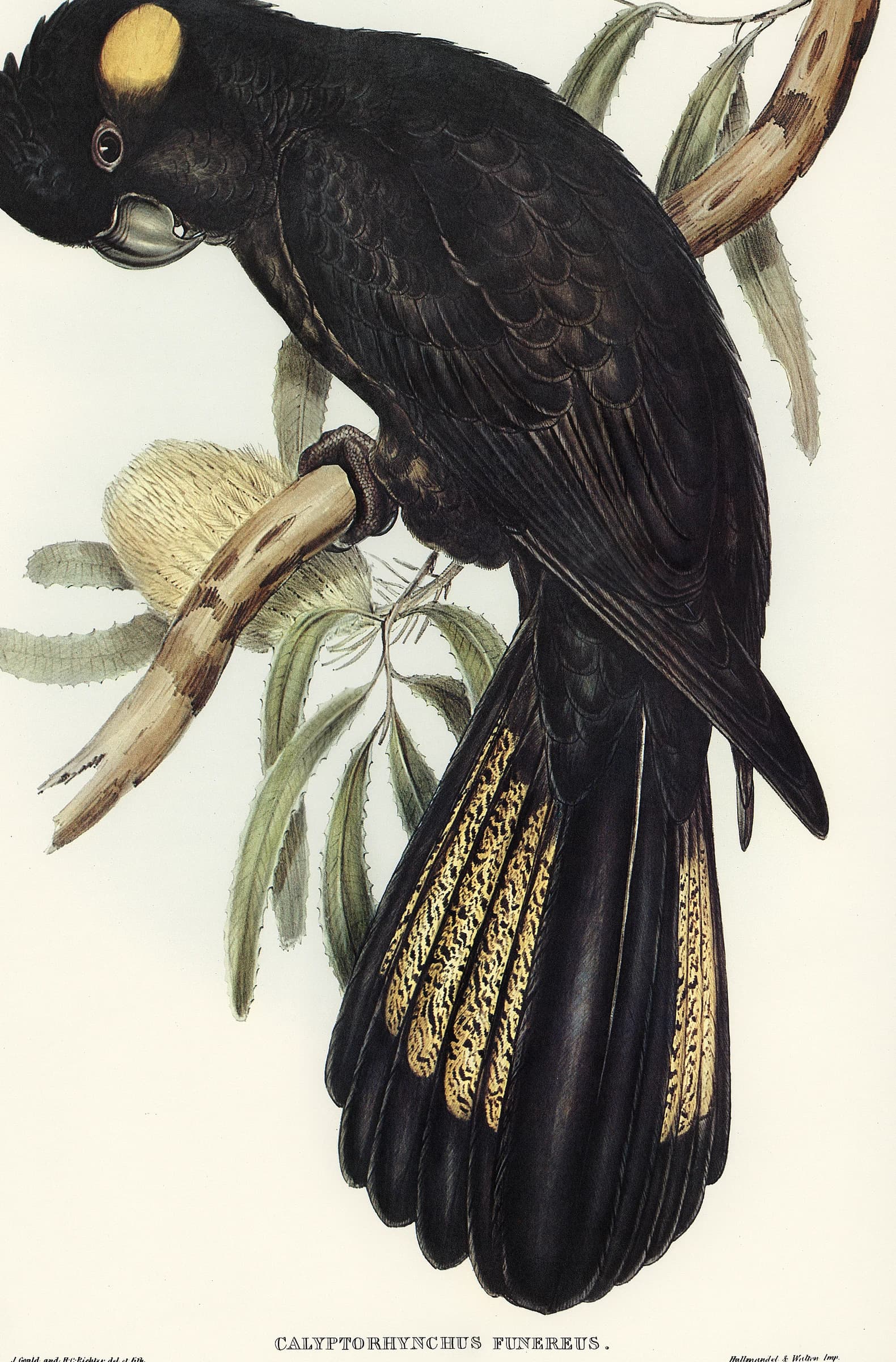 Funereal Cockatoo – Elizabeth Gould