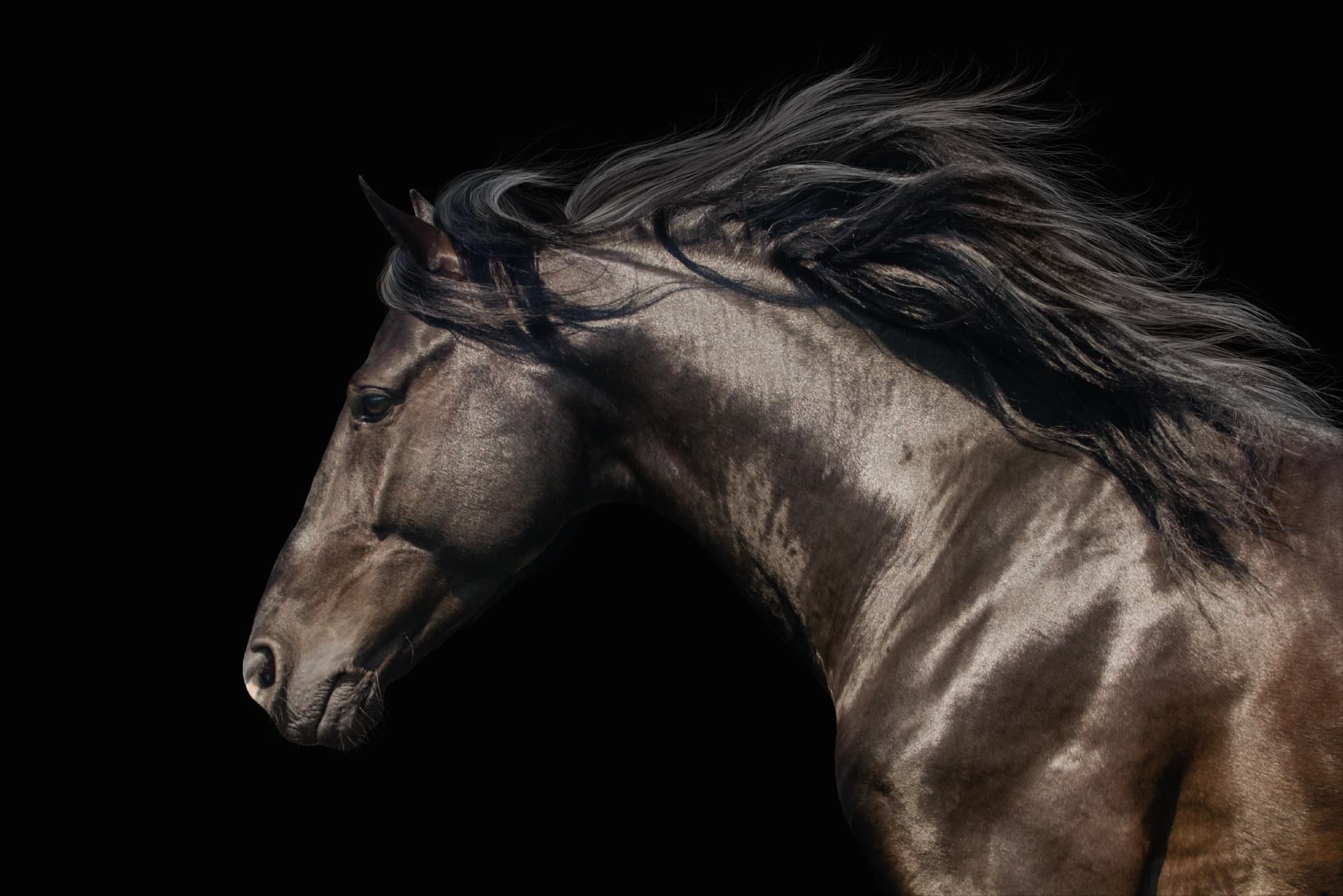 Galop in het Donker
