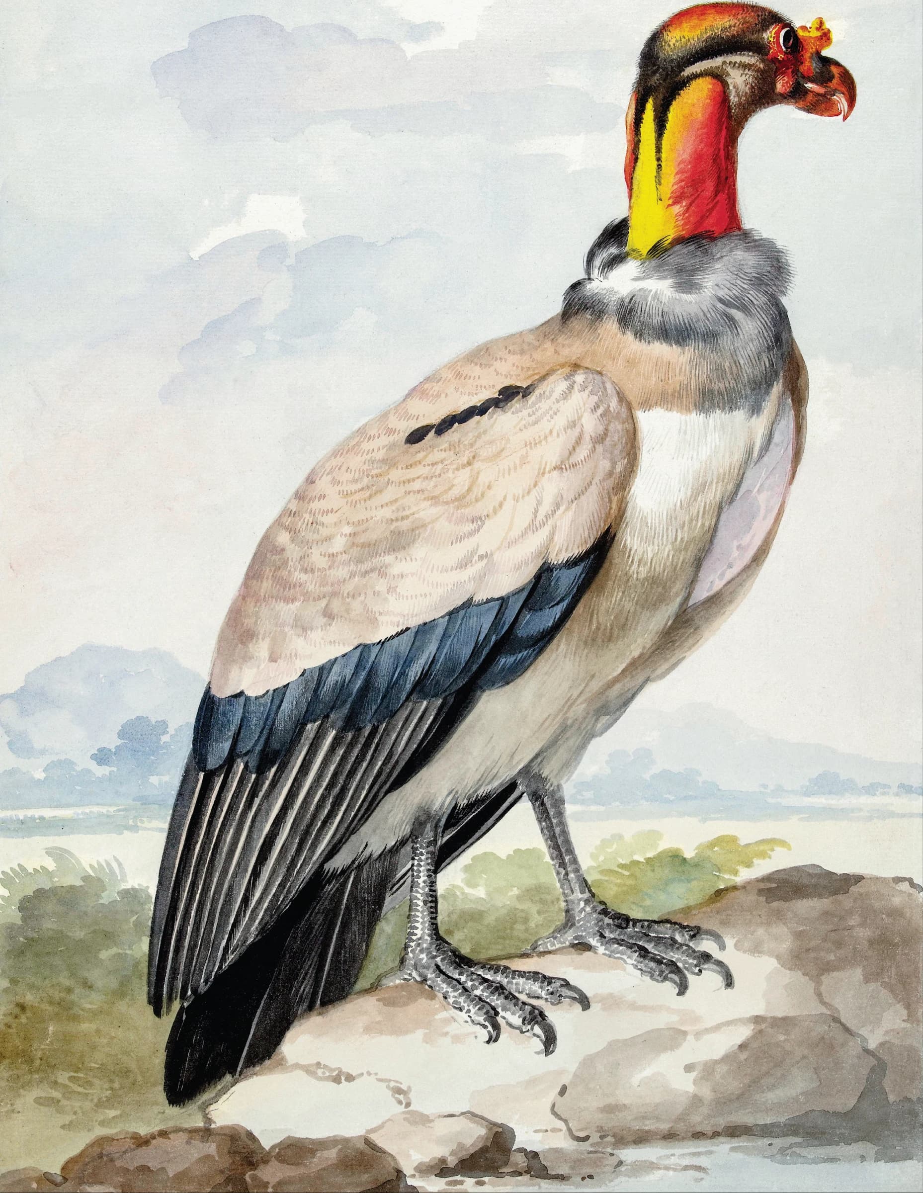 King vulture – Aert Schouman