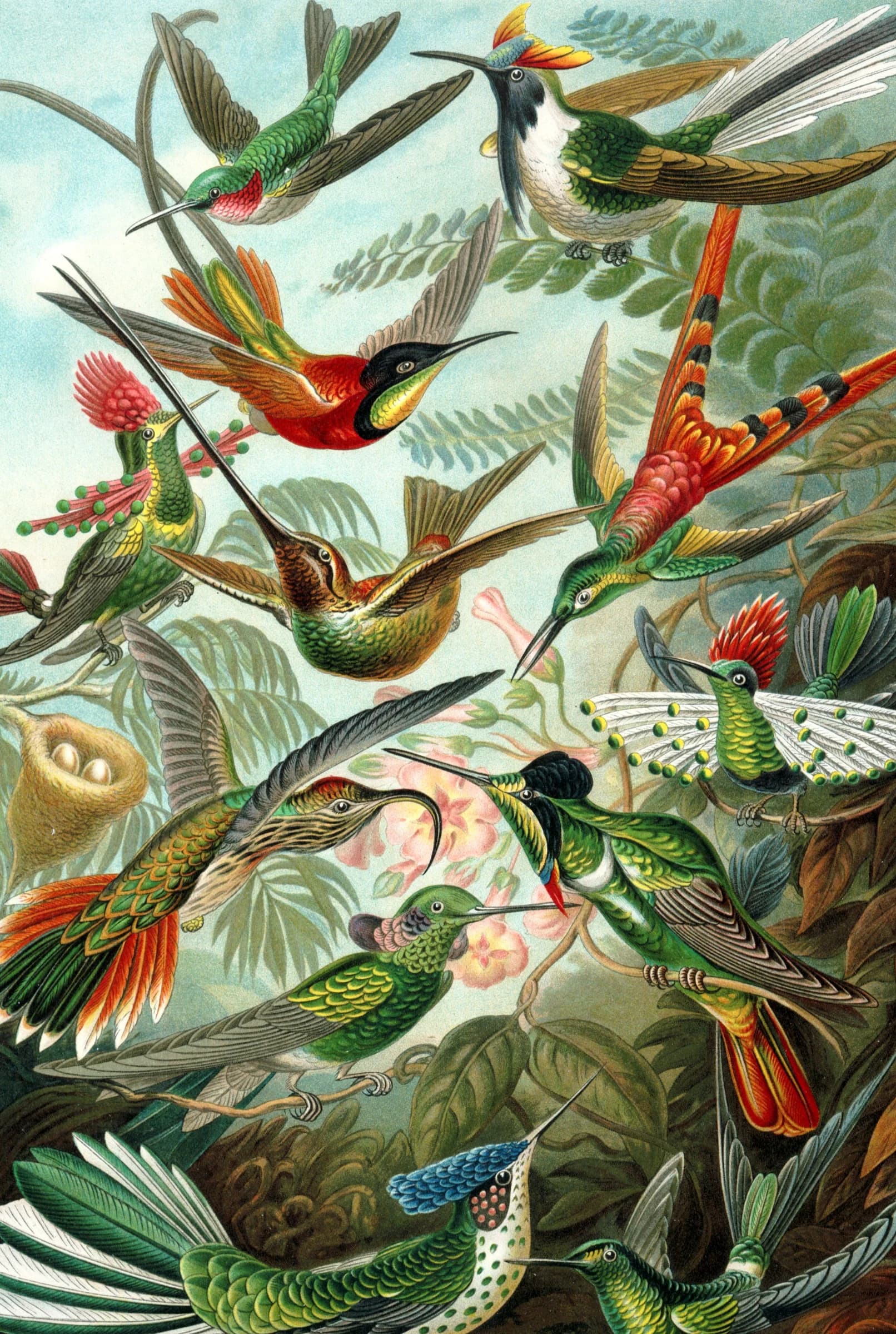 Kolibris's Kunstformen der Natur – Ernst Haeckel