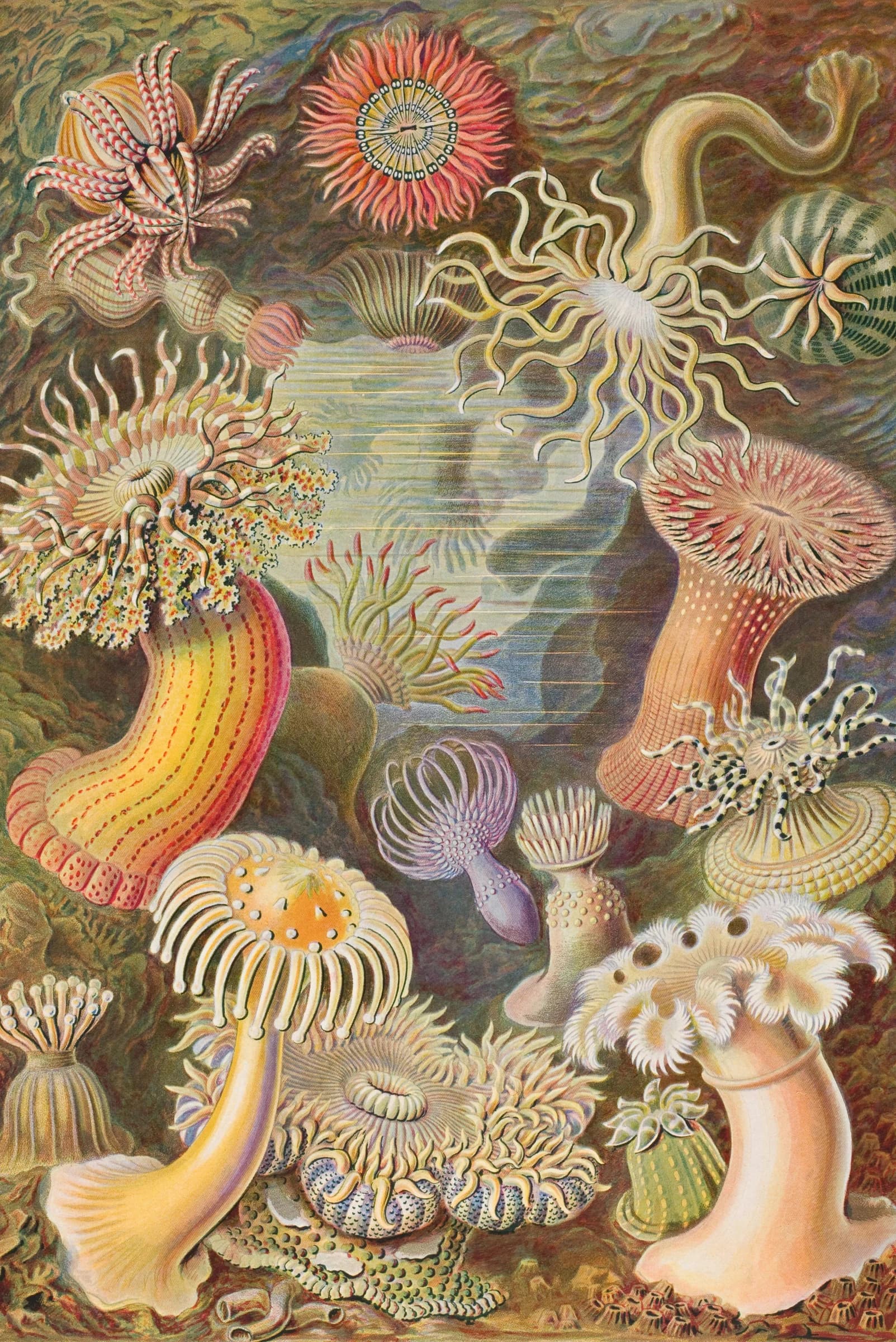 Kunstformen der Natur (1904) – Ernst Haeckel