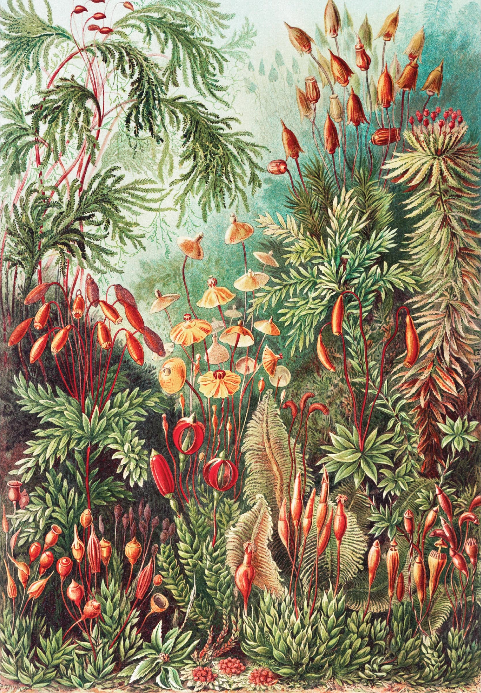 Kunstformen der Natur III – Ernst Haeckel