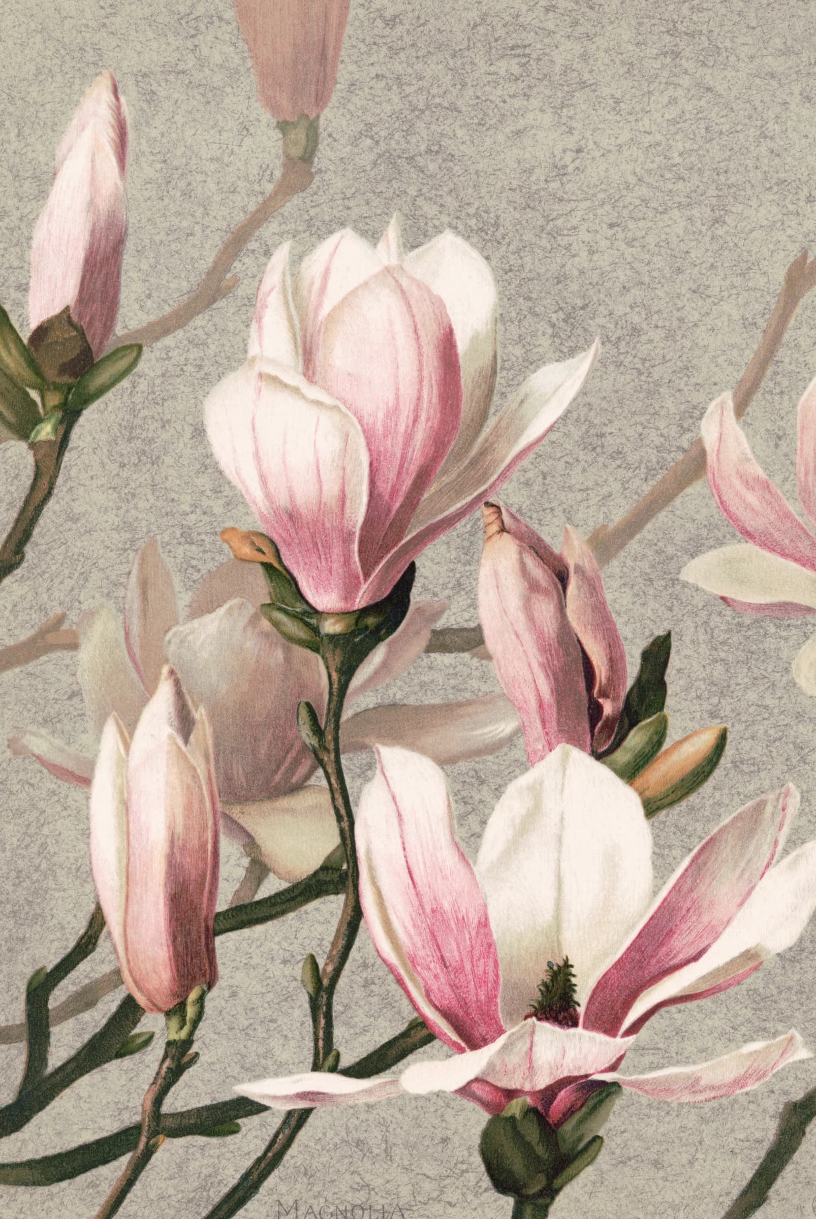 Magnolia – L. Prang