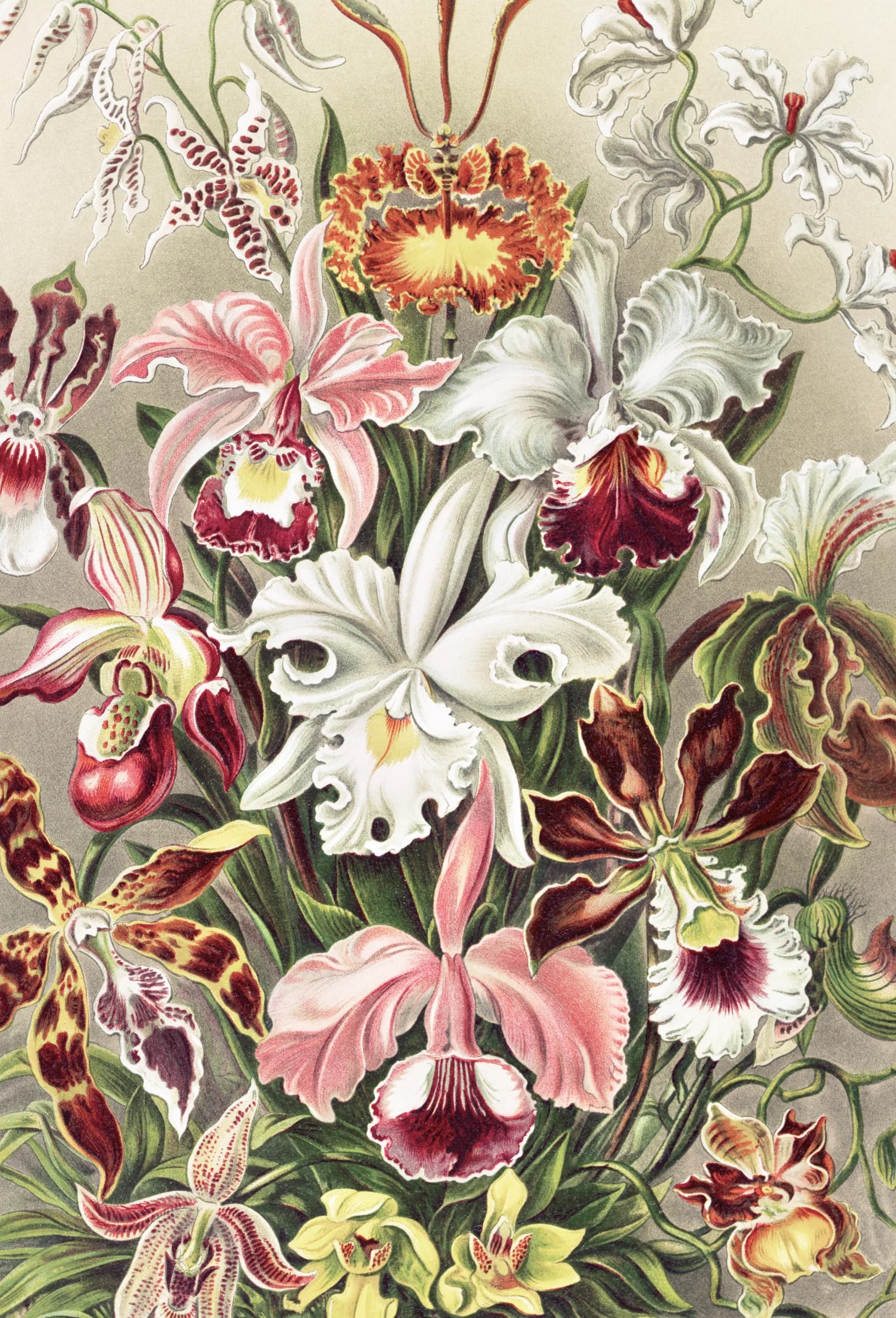 Orchidee – Ernst Haeckel