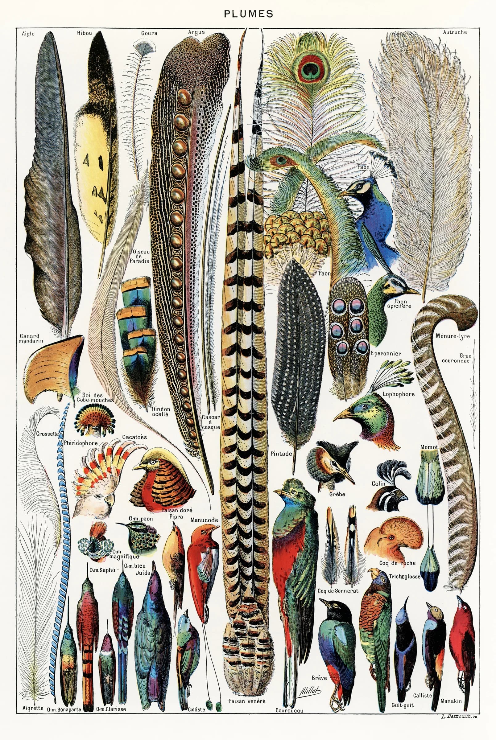 Plumes – Adolphe Millot