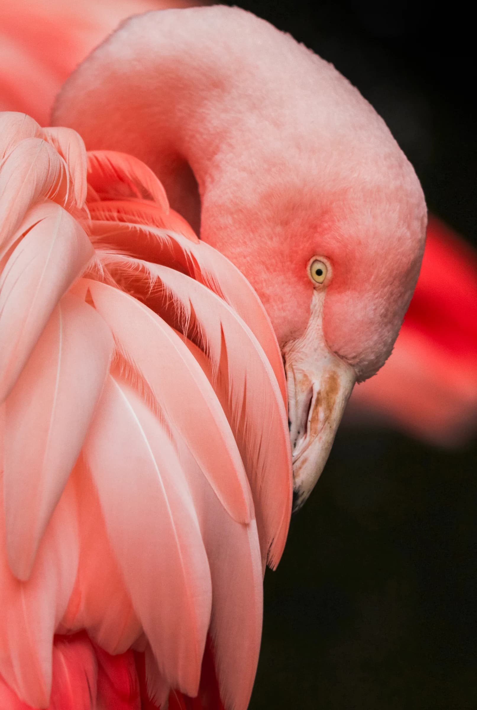 Roze Flamingo