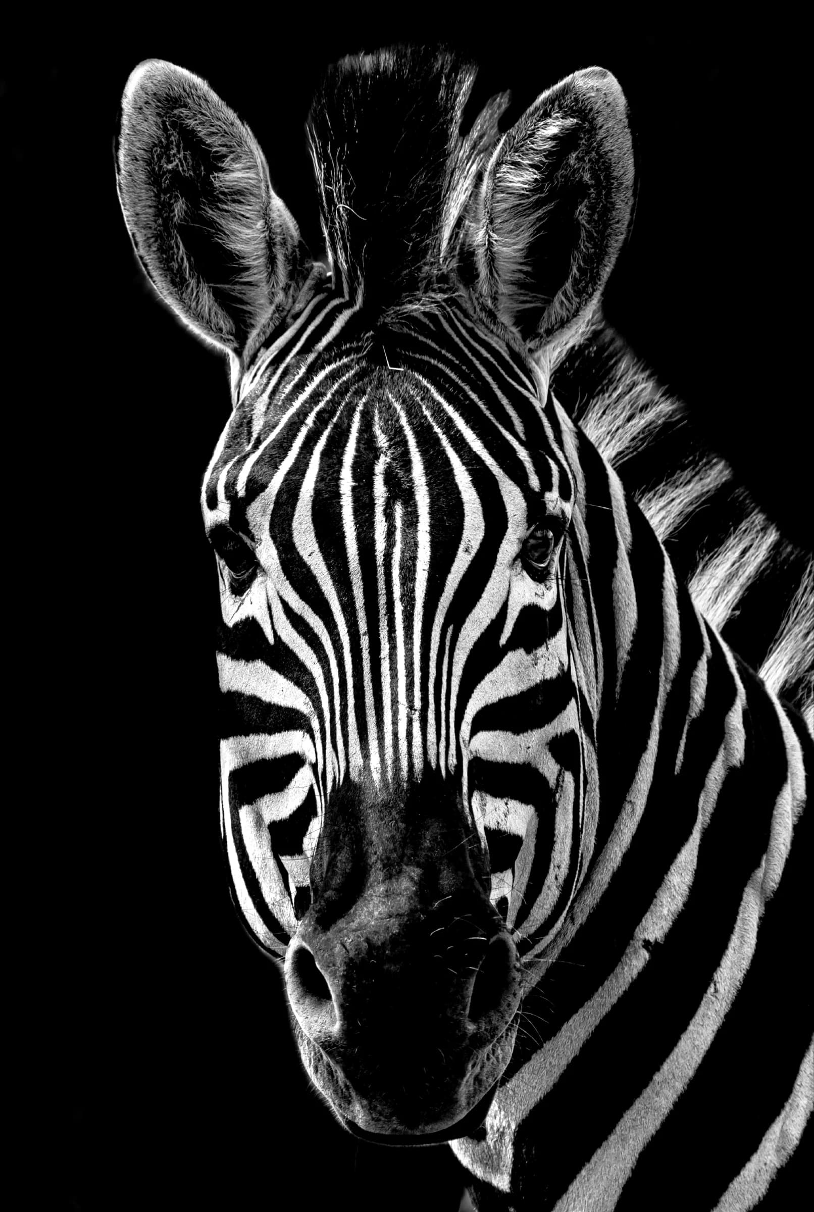 Stijlvolle Zebra