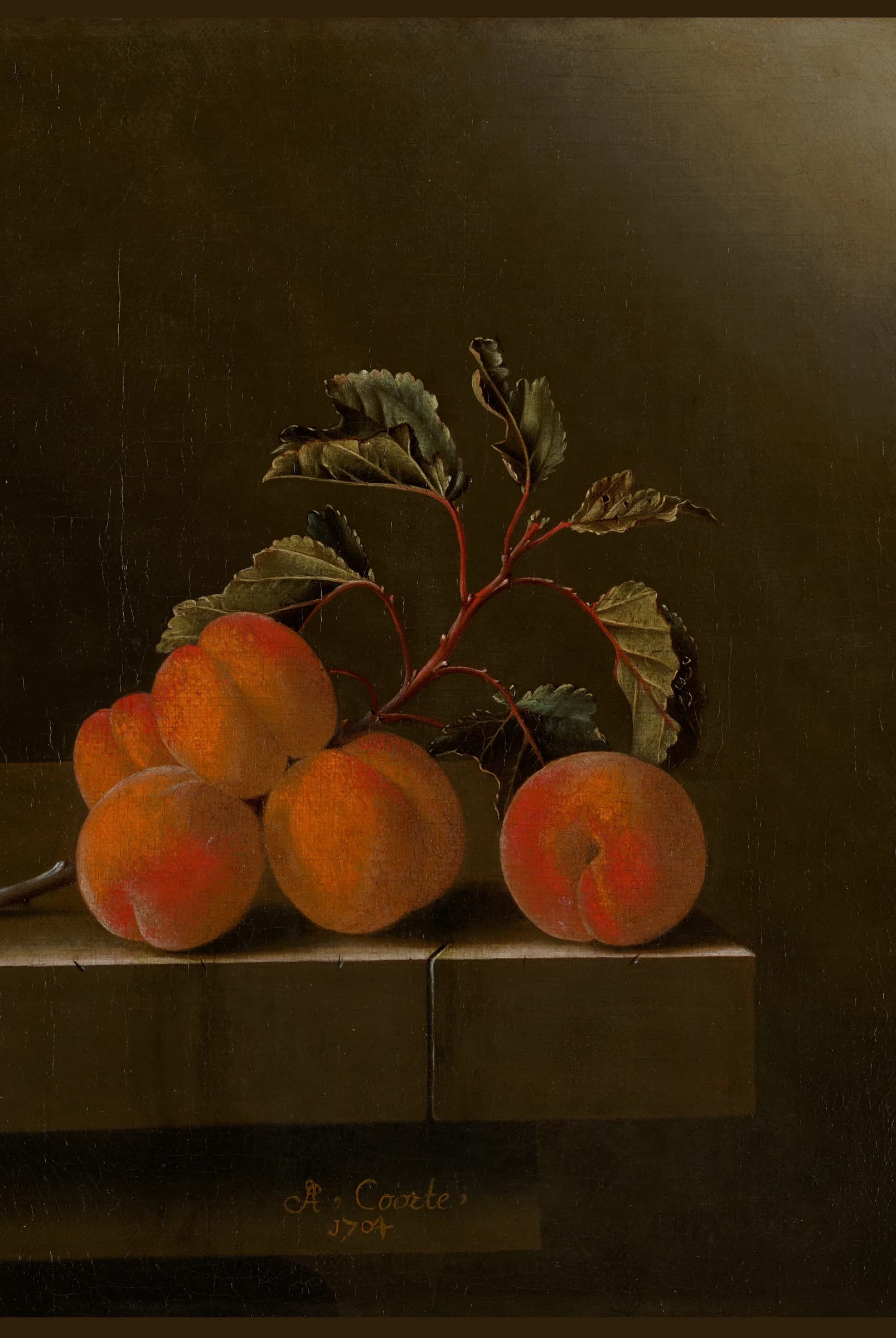 Stilleven met vijf abrikozen – Adriaen Coorte