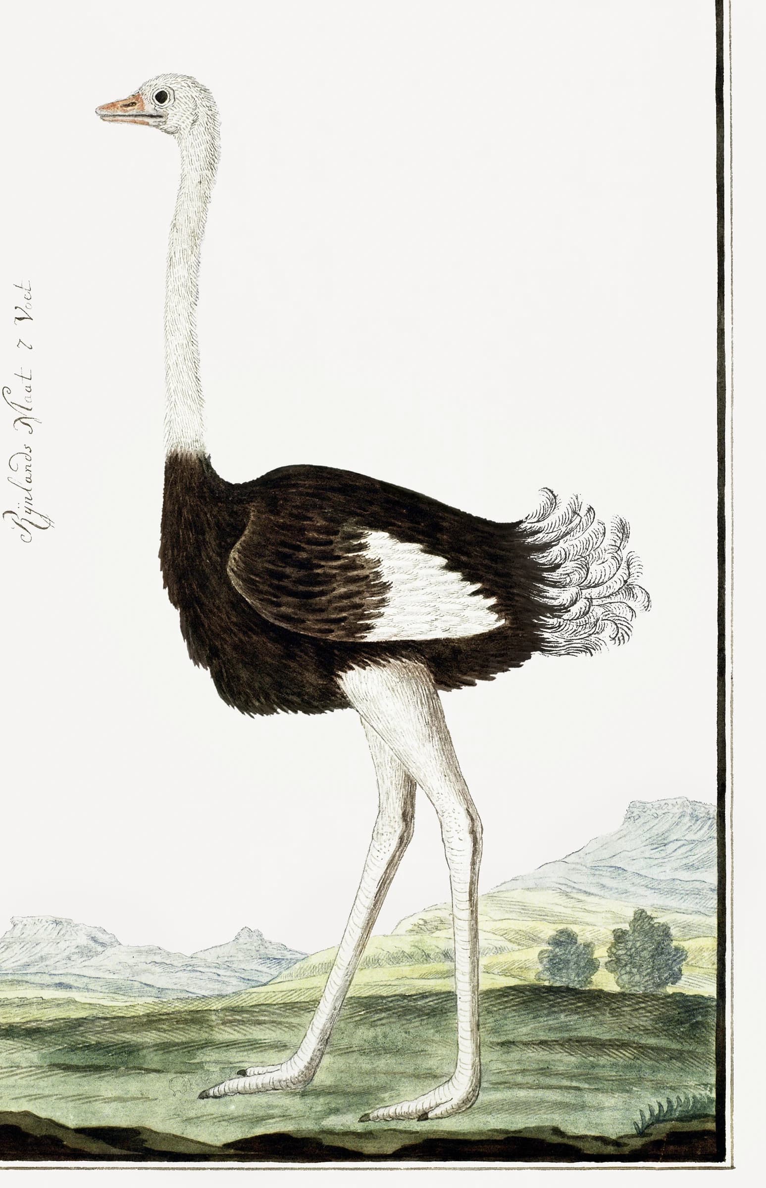 Struisvogel