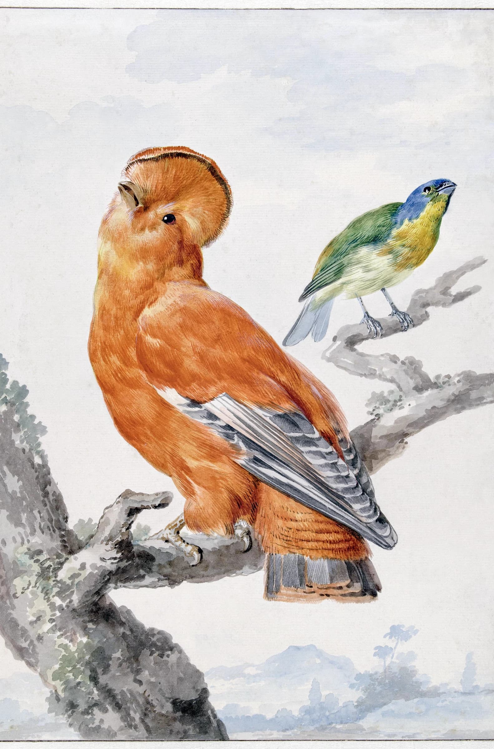 Twee exotische vogels: een Rotshaan en een kleurvink – Aert Schouman