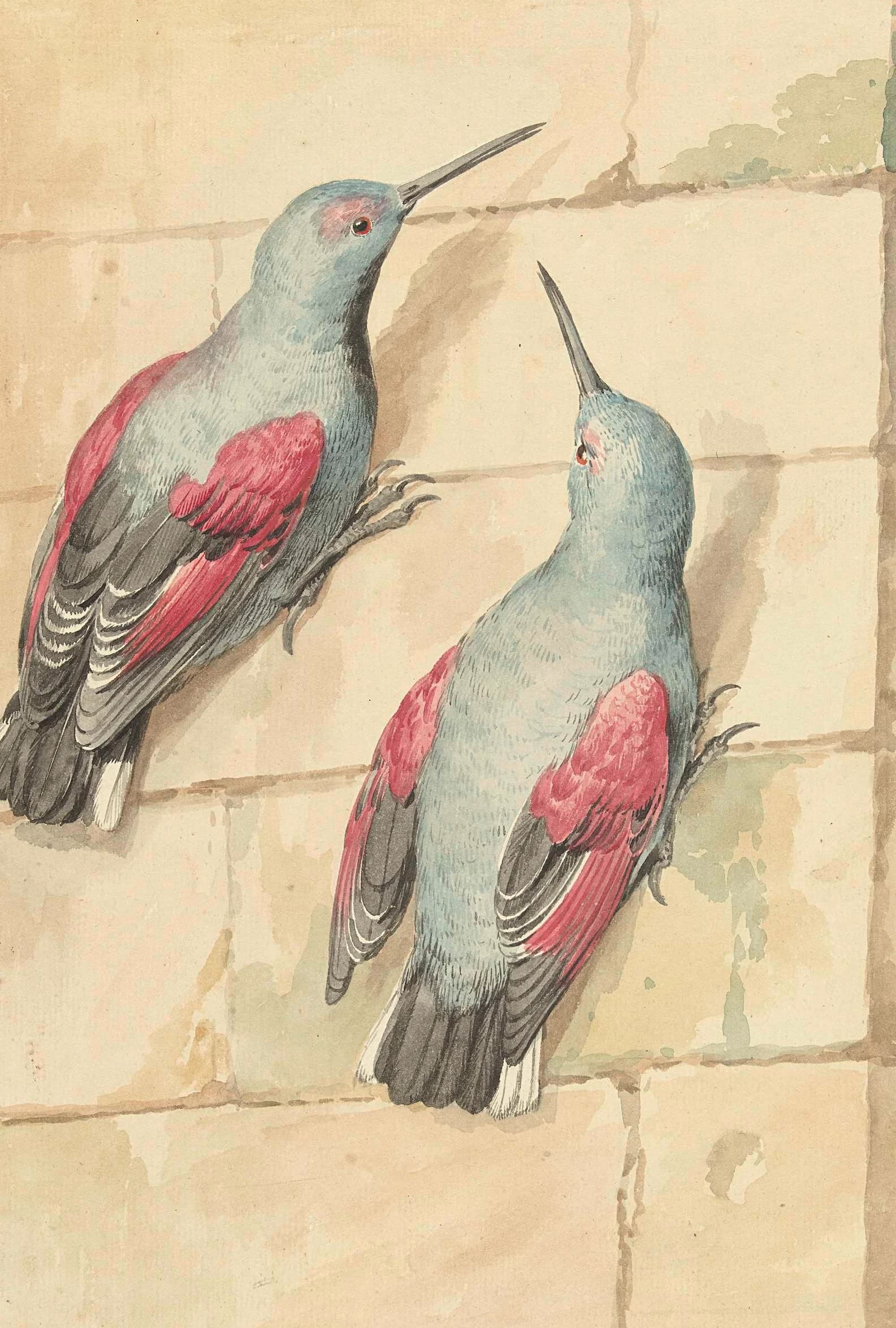Twee muurkruipers – Aert Schouman