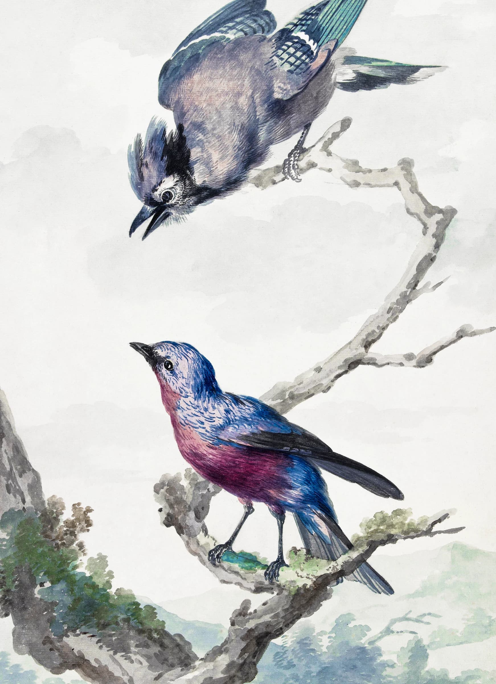 Twee vogels: een blauwe gaai en een paarse borstkas – Aert Schouman