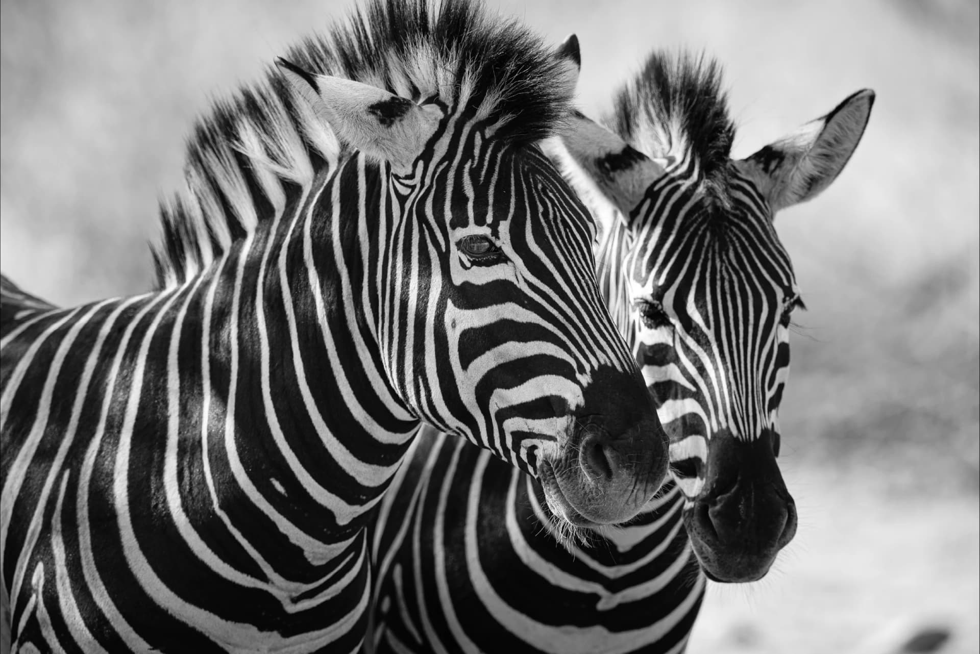 Tweelingzebra's