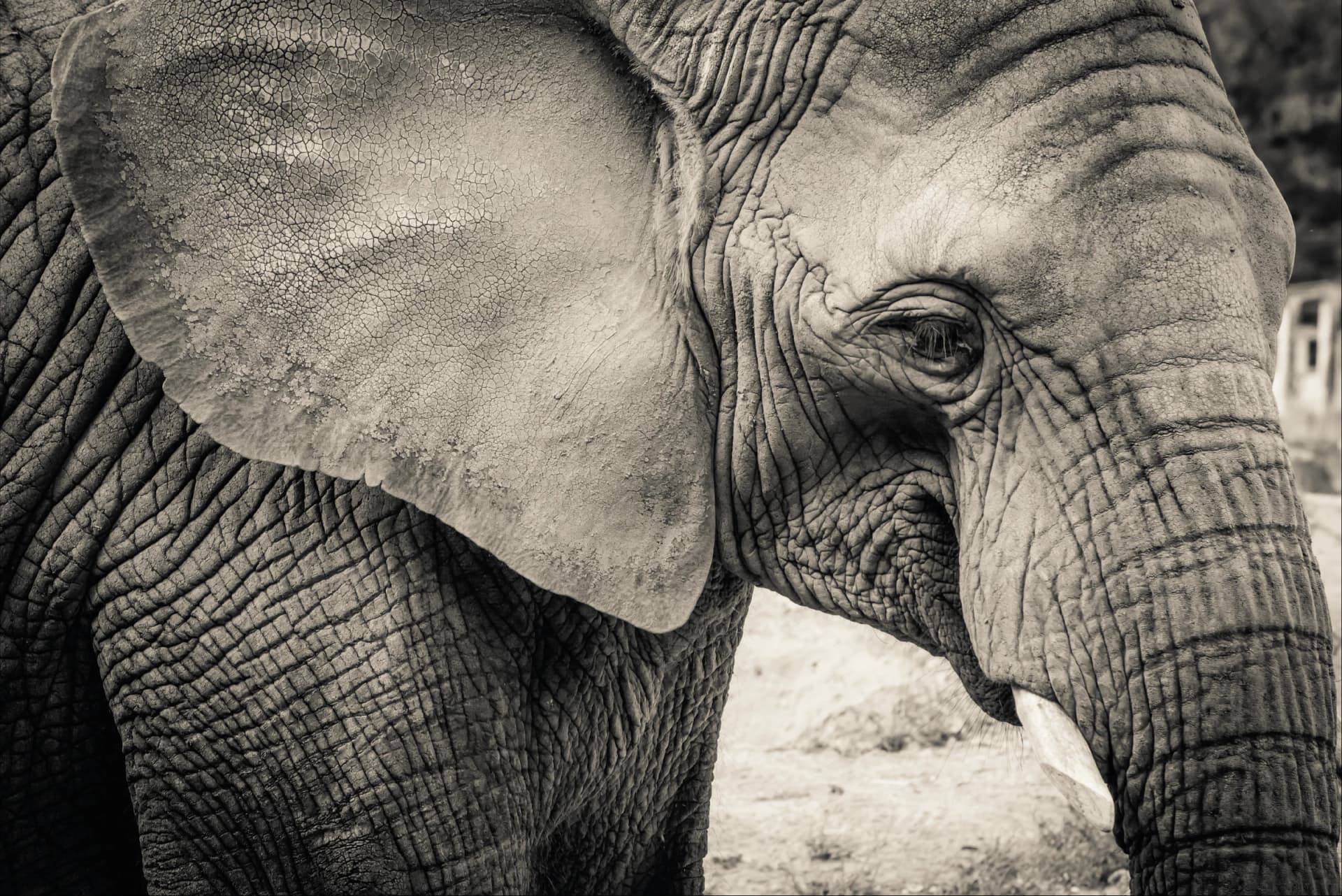 Wijze Olifant