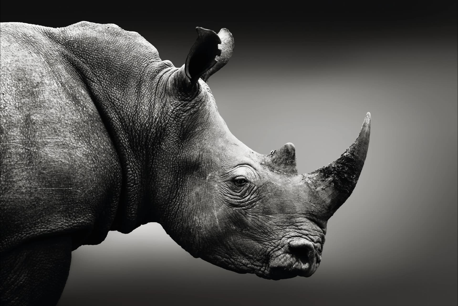 Zwart-Wit Neushoorn