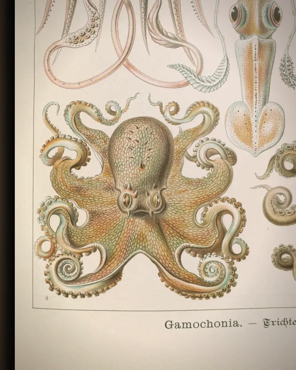 Materiaal en afwerking van Gamochonia (Kunstformen der Natur, plaat 54) in het wisselframe