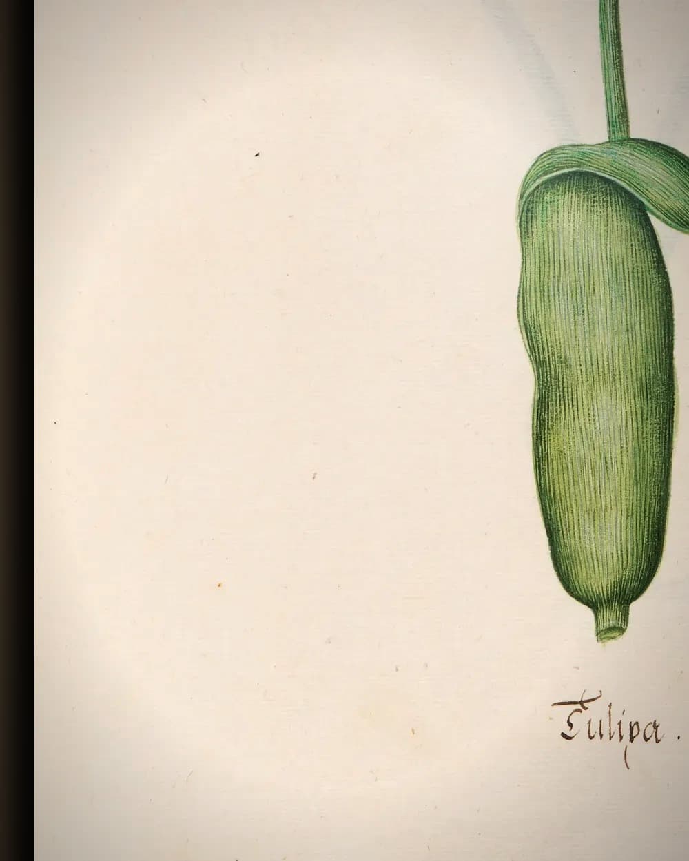 Materiaal en afwerking van Tülipa (tulpen, florilegium, ca. 1690) in het wisselframe