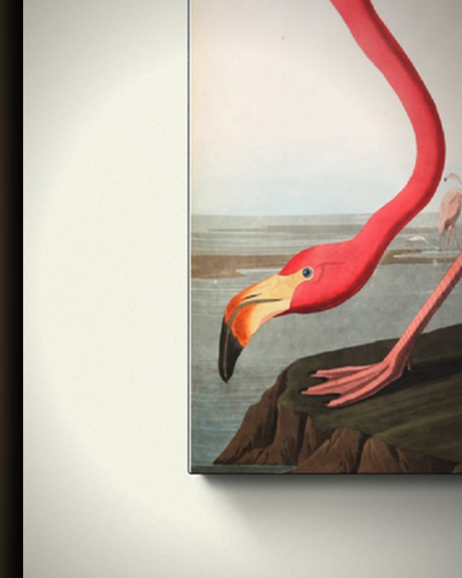 Materiaal en afwerking van Amerikaanse flamingo in het frame