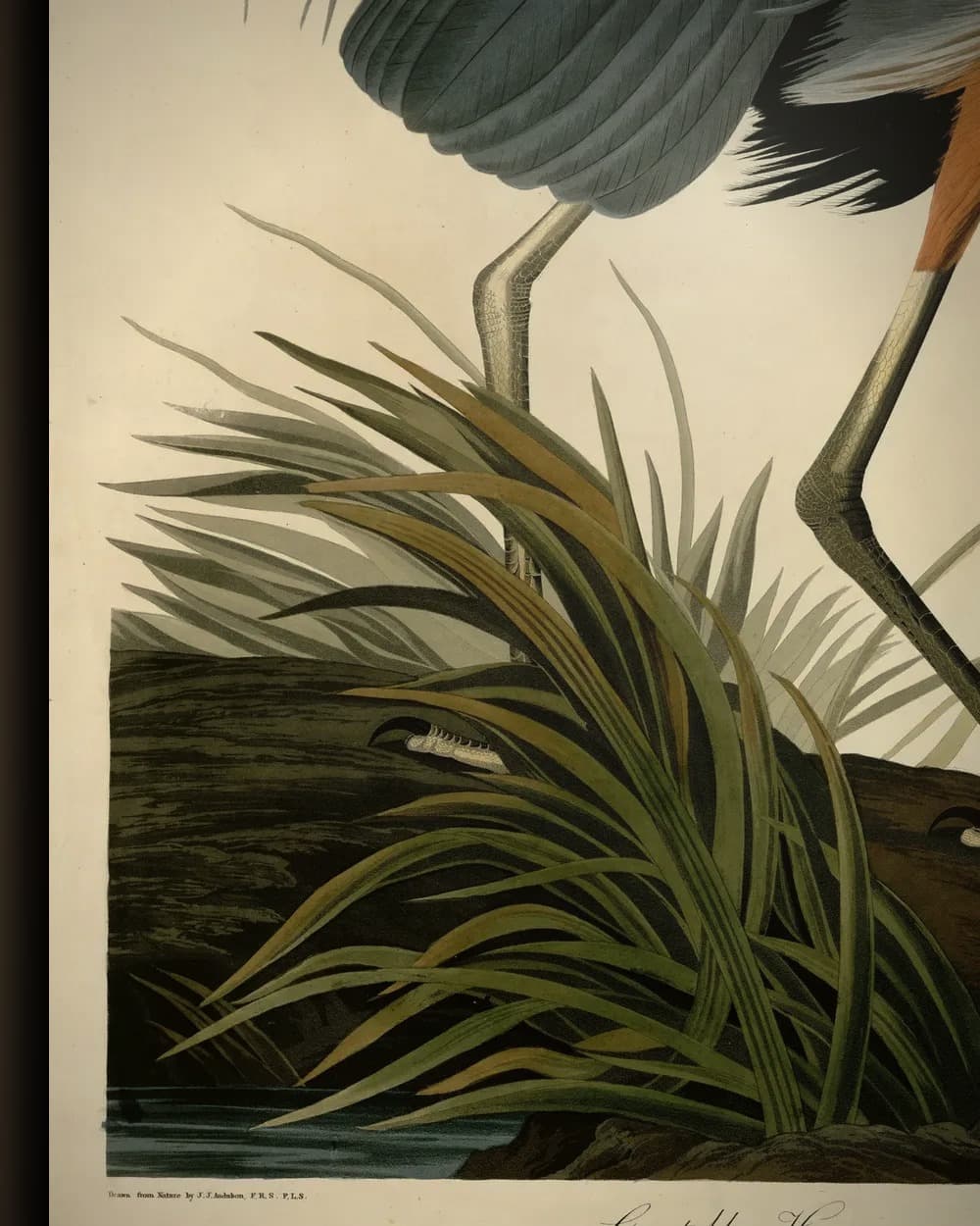 Materiaal en afwerking van Great Blue Heron (plaat 211) in het wisselframe