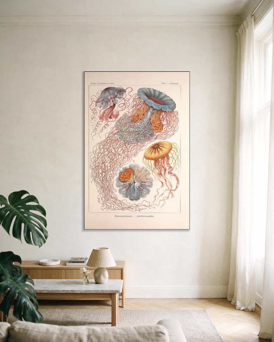 Discomedusae (Kunstformen der Natur, plaat 8) in een aluminium frame aan dezelfde muur
