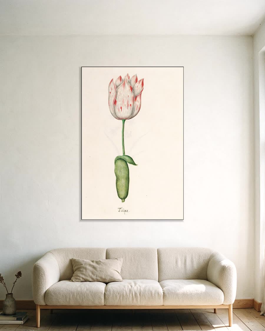 Tülipa (tulpen, florilegium, ca. 1690) in een aluminium frame aan dezelfde muur