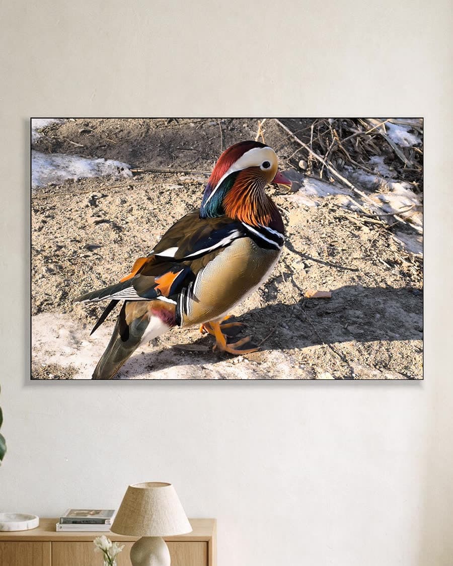 Mandarijneenden in de sneeuw in een aluminium frame aan dezelfde muur