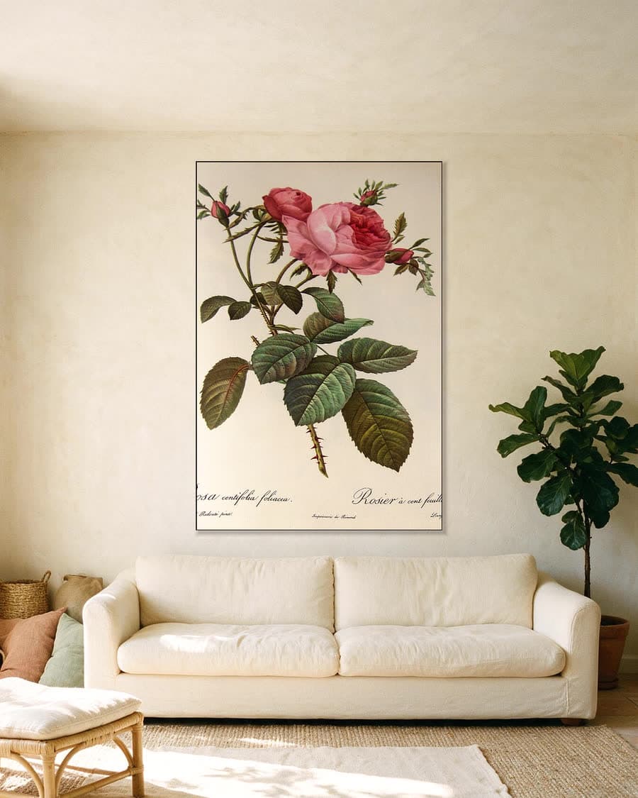 Rosa centifolia foliacea (Les Roses) in een aluminium frame aan dezelfde muur