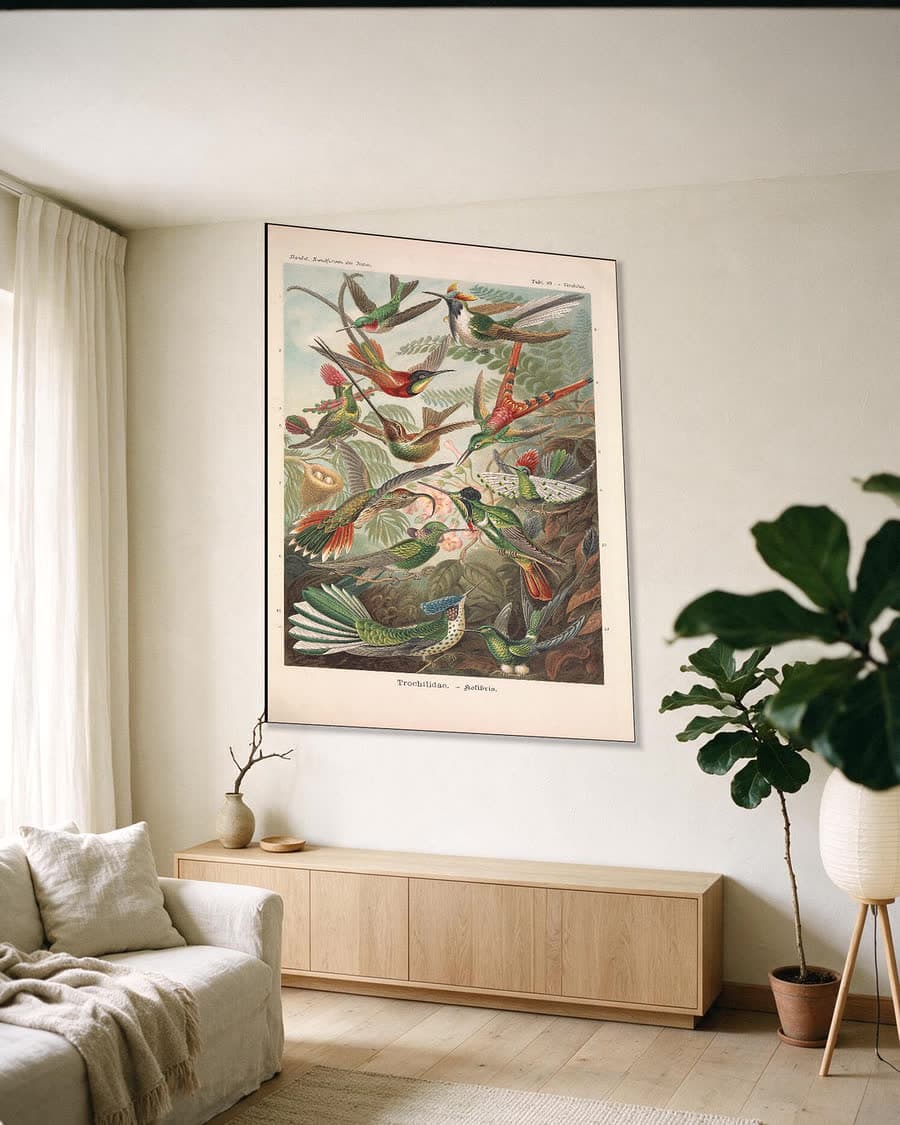 Trochilidae (Kunstformen der Natur, plaat 99) in een aluminium frame aan dezelfde muur