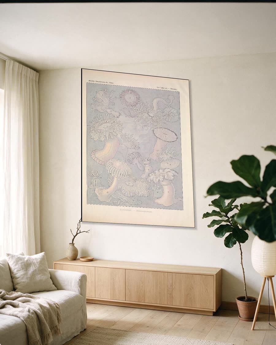 Actiniae (Kunstformen der Natur, plaat 49) in een aluminium frame aan dezelfde muur