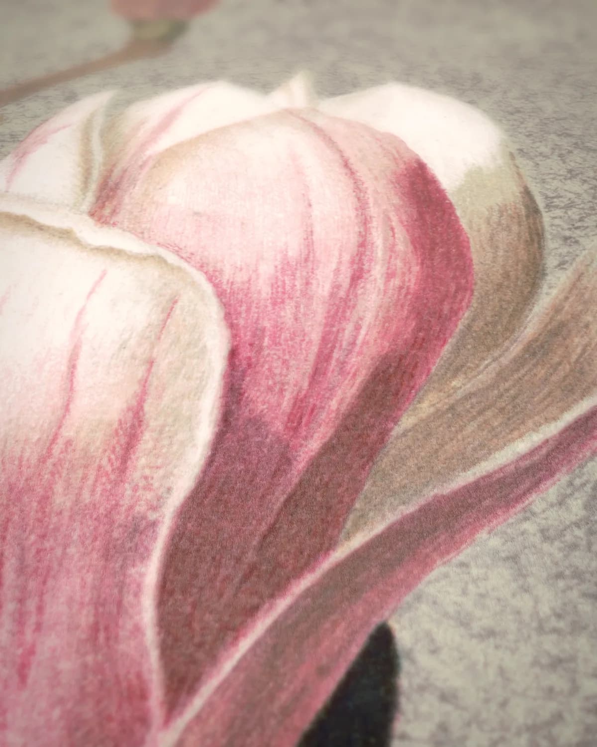 Magnolia op geweven fluweel, uitsnede 3 van 3