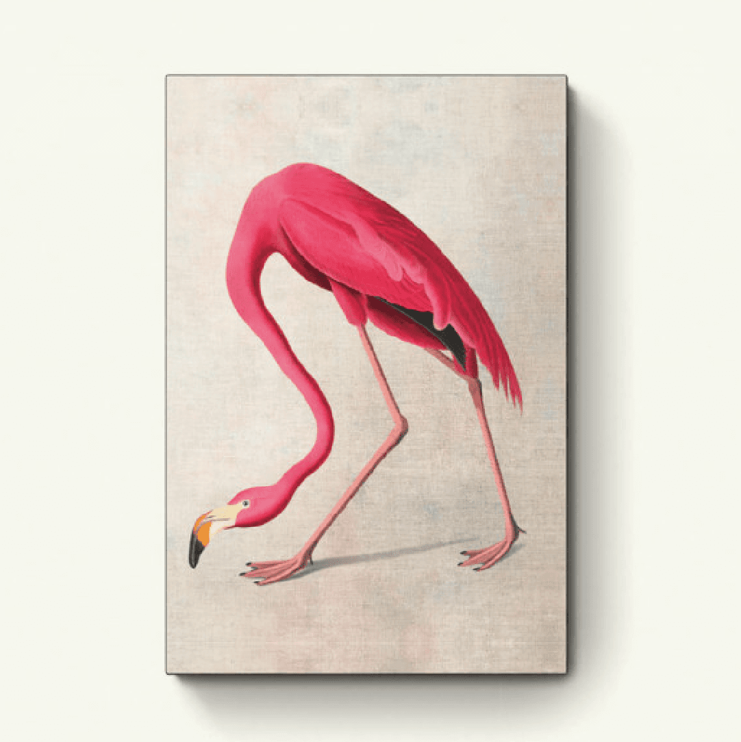 Amerikaanse flamingo (beige)