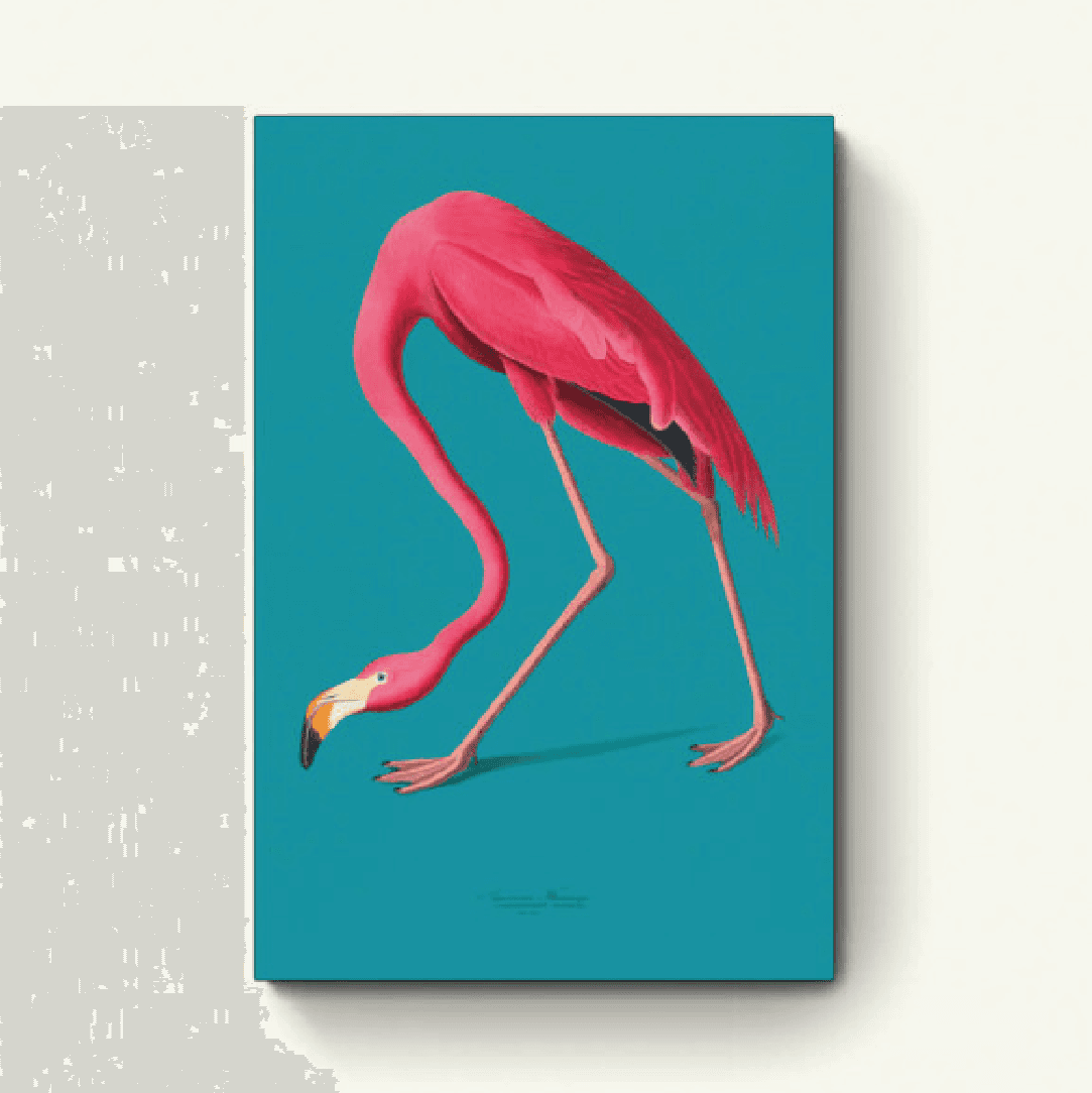 Amerikaanse flamingo (blauw) – John James Audubon