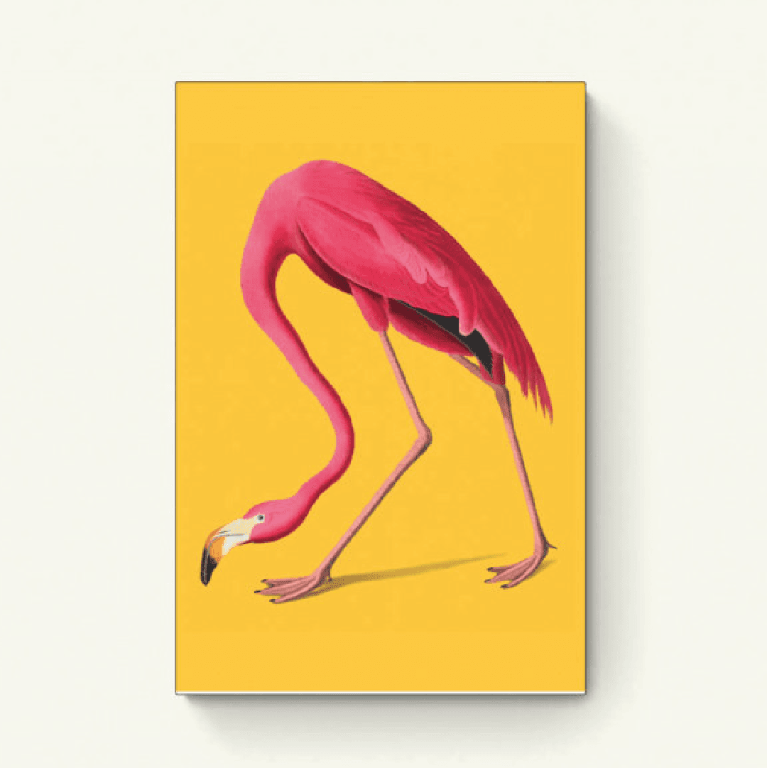 Amerikaanse flamingo (geel)