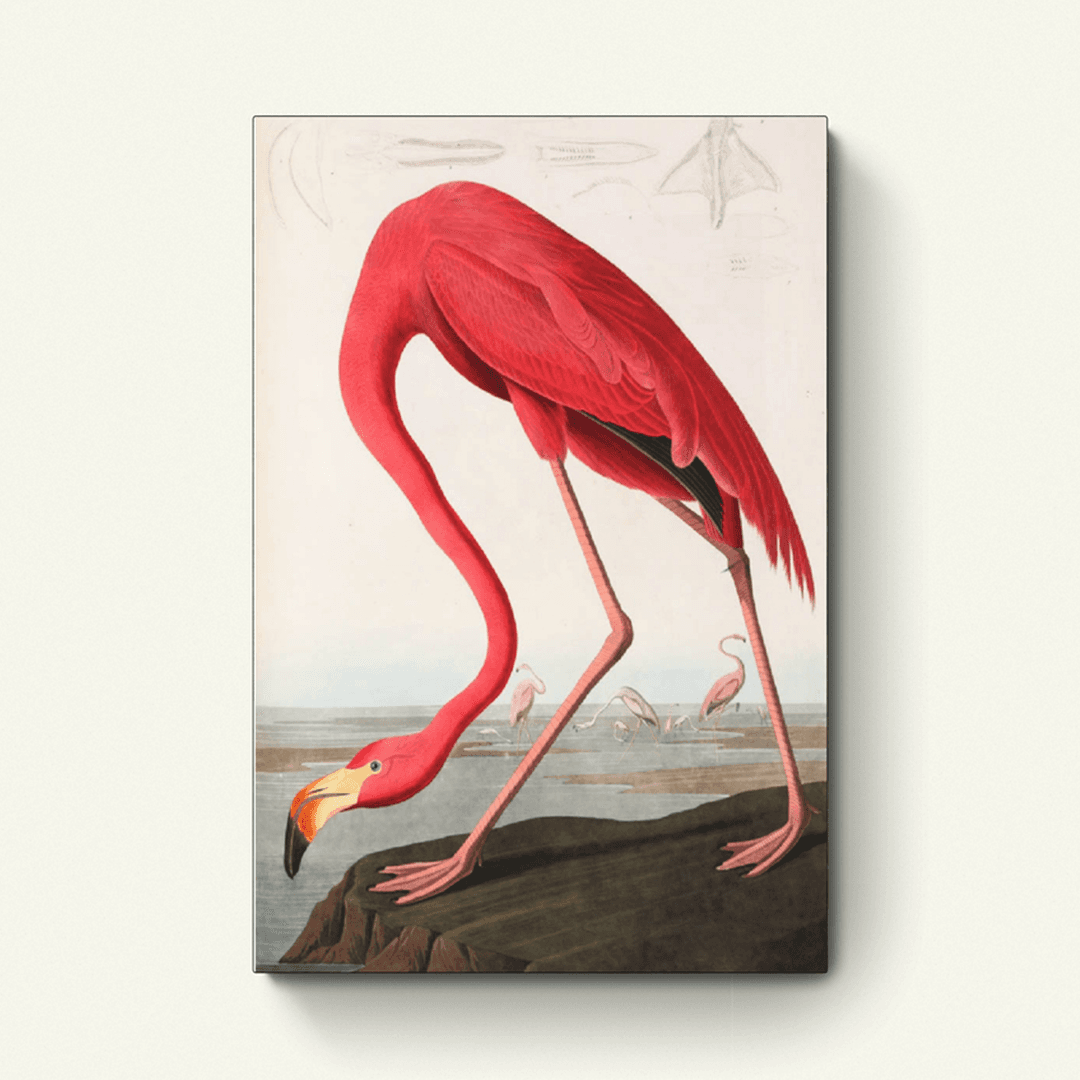 Amerikaanse flamingo – John James Audubon