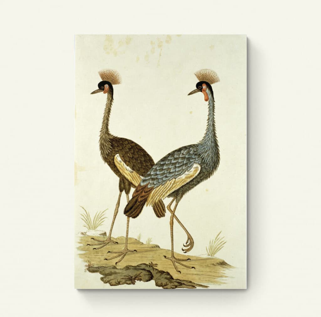 Balearica regulorum – Robert Jacob Gordon