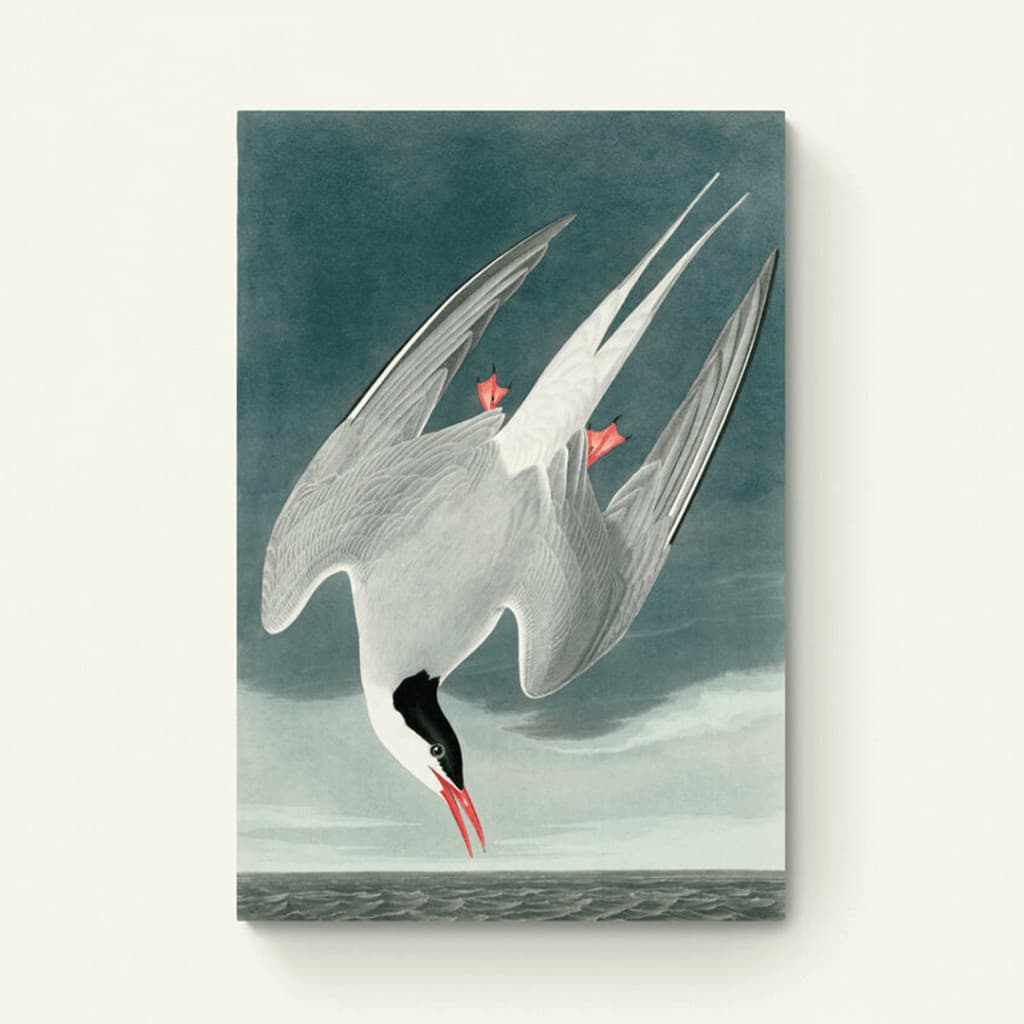 Vogels van Amerika