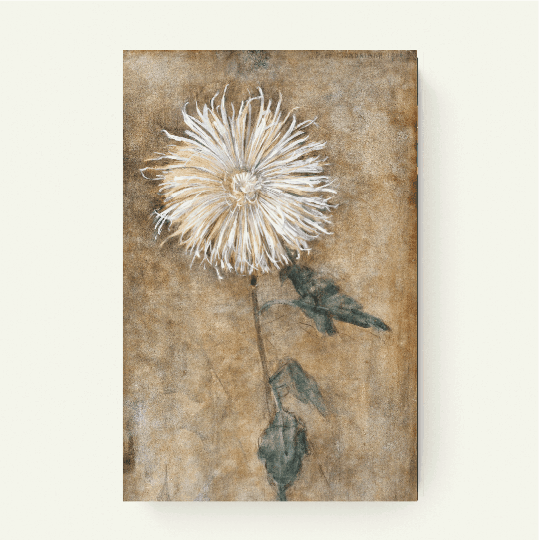 Chrysanthemum