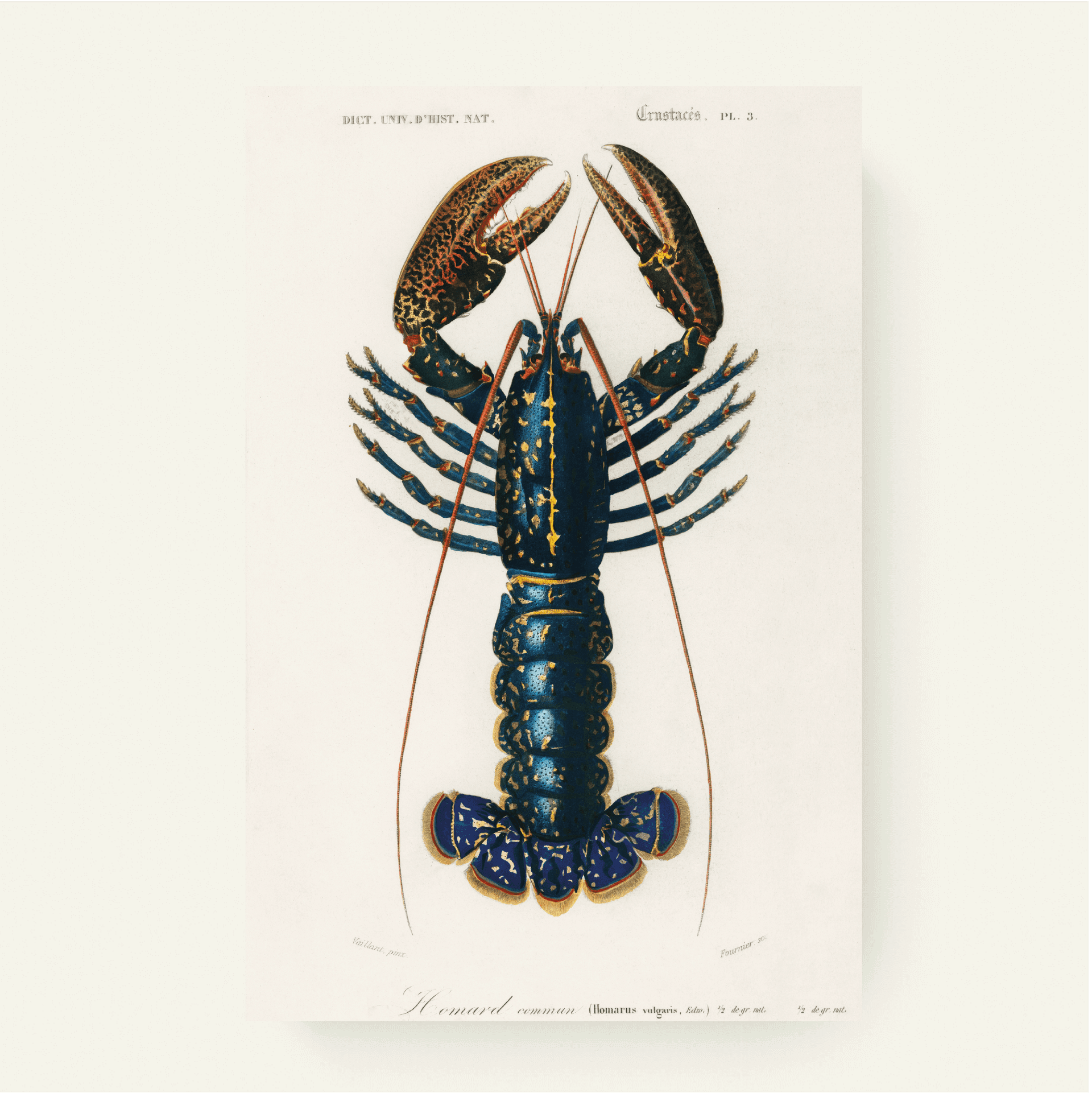 Crimson Crawfish