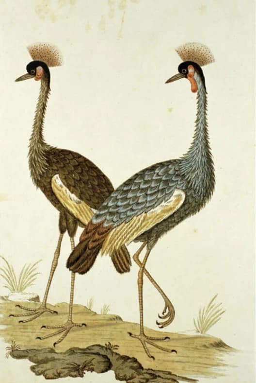 Balearica regulorum – Robert Jacob Gordon