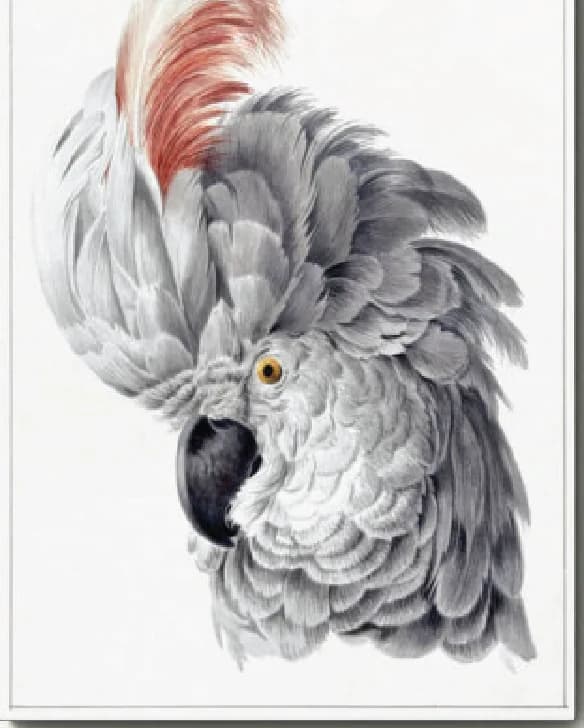 Cackatoo – Aert Schouman