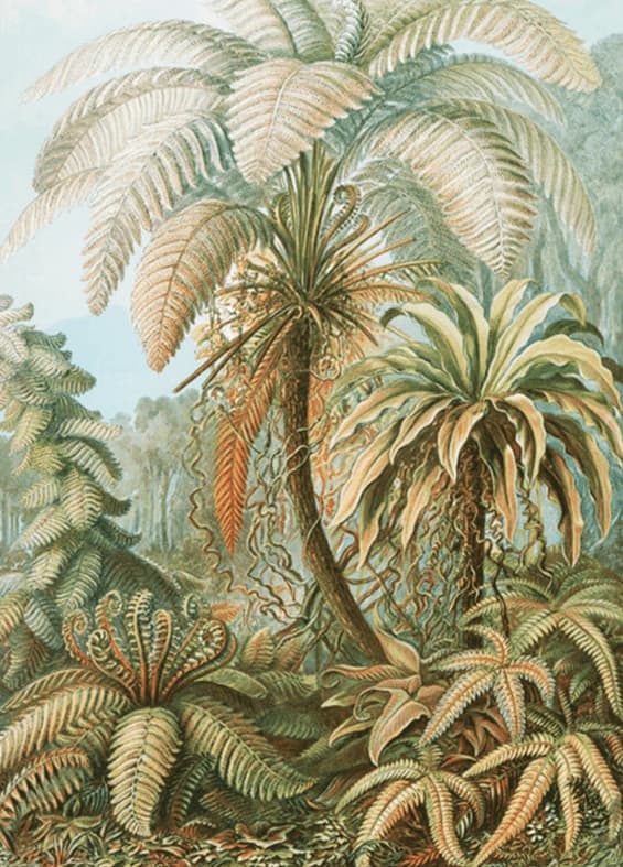 Filicinae–Varens – Ernst Haeckel