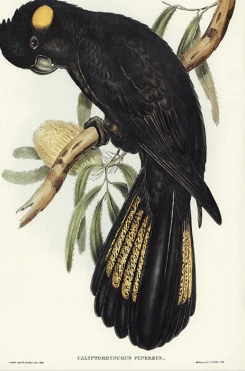 Funereal Cockatoo – Elizabeth Gould