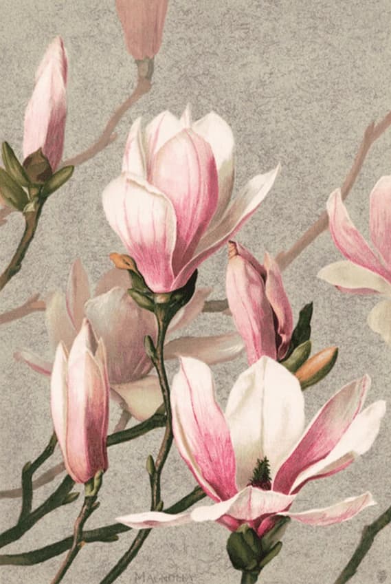 Magnolia – L. Prang