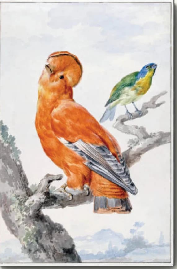 Twee exotische vogels: een Rotshaan en een kleurvink – Aert Schouman