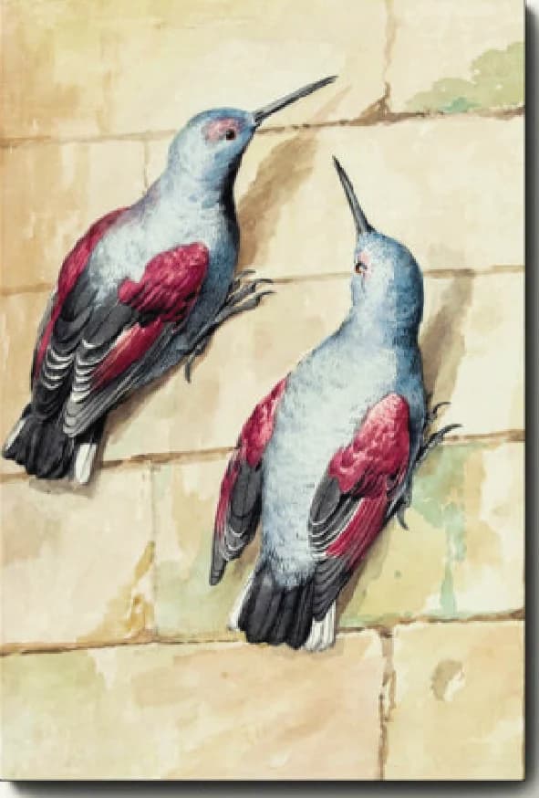 Twee muurkruipers – Aert Schouman