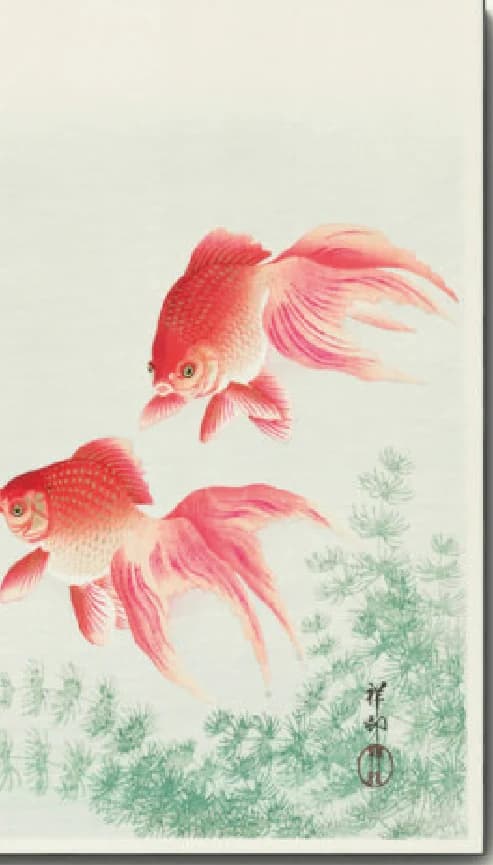 Twee Sluierstaart Goudvissen – Ohara Koson