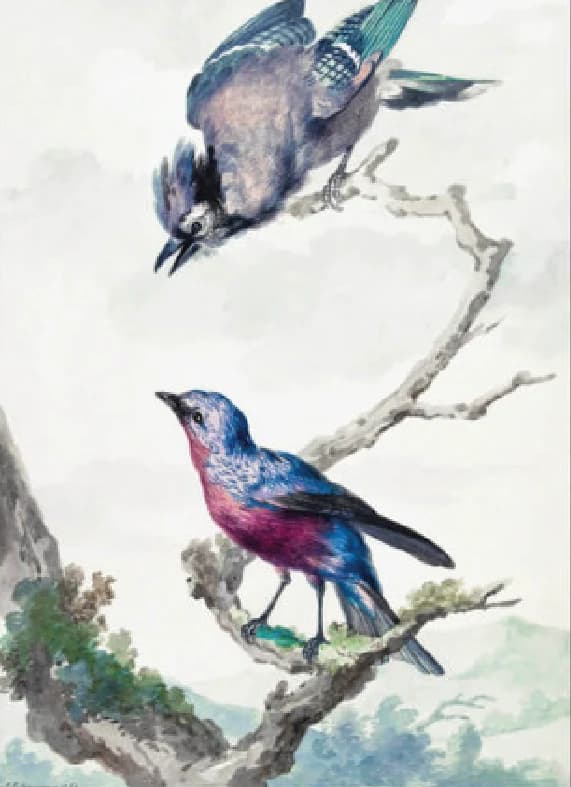 Twee vogels: een blauwe gaai en een paarse borstkas – Aert Schouman